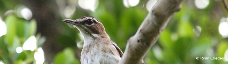 Scrub Robin, Brown