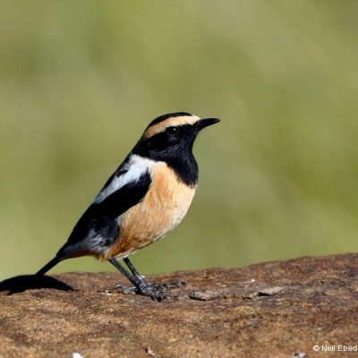 Thendele camp, Royal Natal National Park - April 2011 