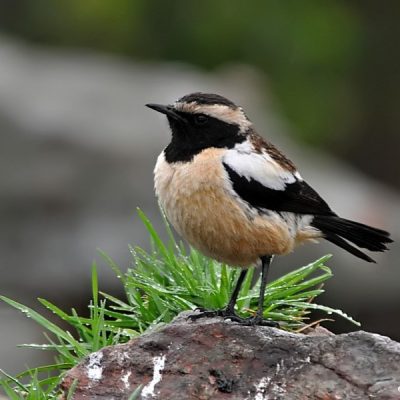 Thendele camp, Royal Natal National Park - April 2011 