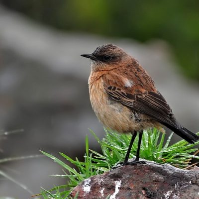 Thendele camp, Royal Natal National Park - April 2011 