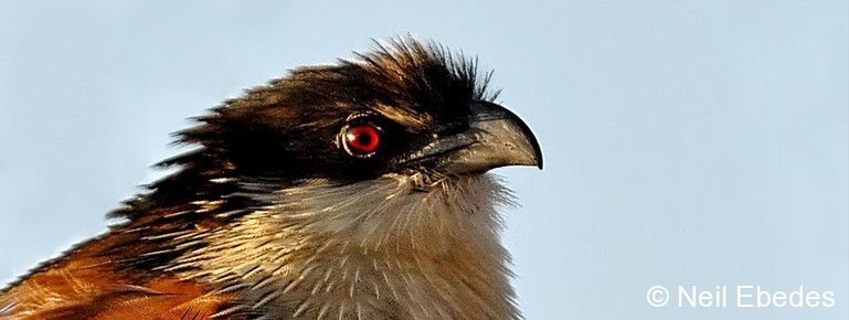 Coucal, Burchell’s