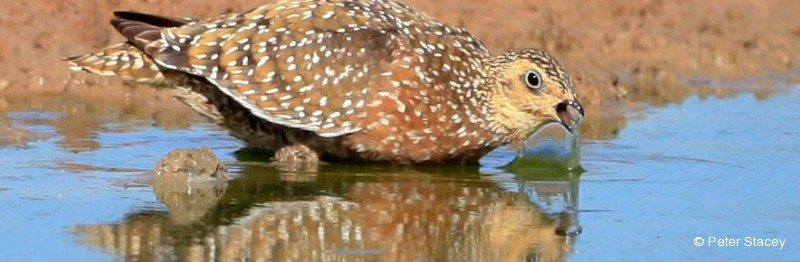 Sandgrouse, Burchell’s