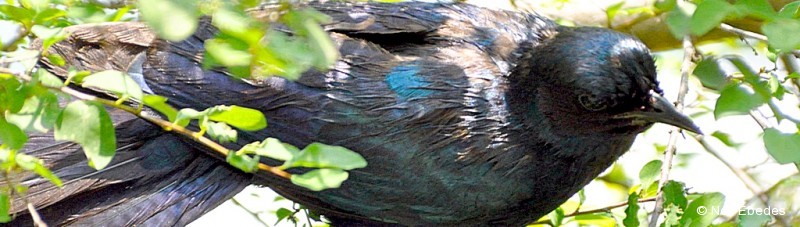 Starling, Burchell’s