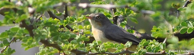 Eremomela, Burnt-necked