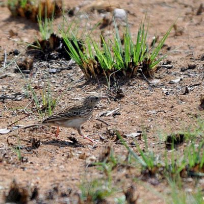 Nungubane, Welgevonden, Northwest - October 2011