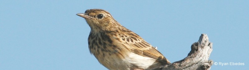 Pipit, Bushveld