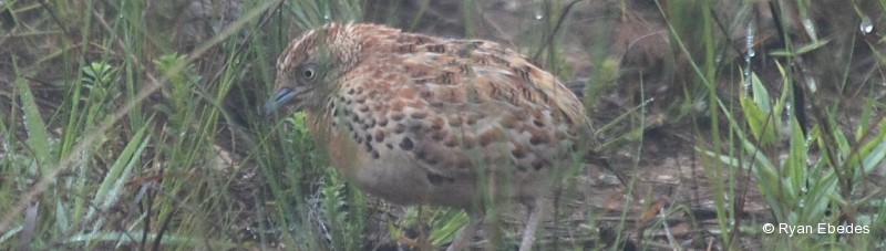 Buttonquail, Kurrichane