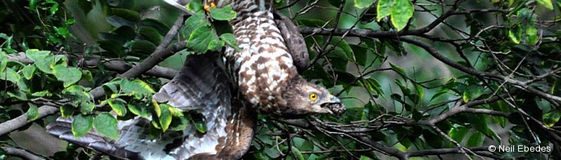 Honey-buzzard, European
