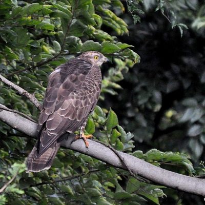 Groenkloof Nature reserve, Tshwane -  Feb 2014