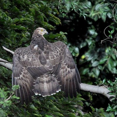Groenkloof Nature reserve, Tshwane -  Feb 2014