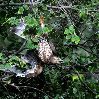 Groenkloof Nature reserve, Tshwane -  Feb 2014