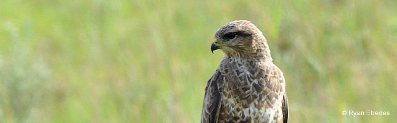Buzzard, Common