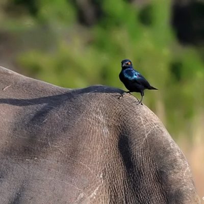 Nungubane - Welgevonden Nature Reserve , October 2011