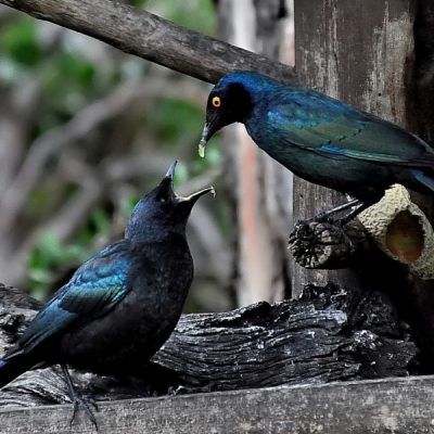 Norscott slopes - Fourways, December 2013