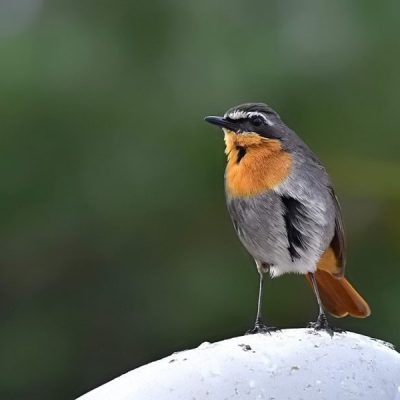 Gqeberha, Eastern Cape - September 2016