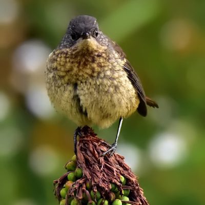 Tiffendell,  S. Drakensburg - January 2017