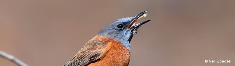 Rock Thrush, Cape