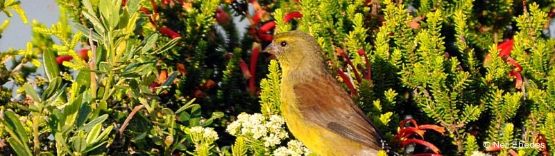Siskin, Cape
