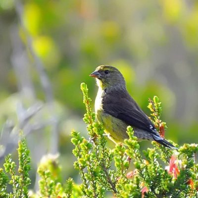 Plettenberg Bay, May 2015