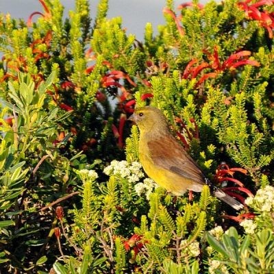 Plettenberg Bay, May 2015