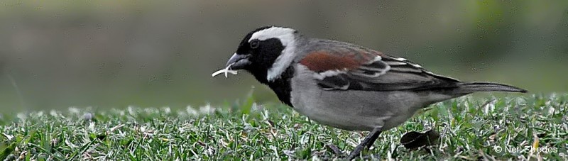 Sparrow, Cape