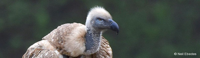 Vulture, Cape
