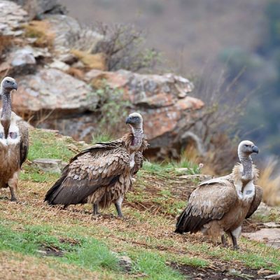 Giants Castle,  October 2015