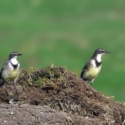 Darvill bird sanctuary,  21 May 2016