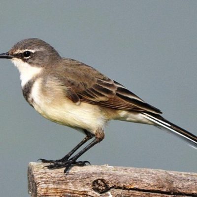 Marievale Bird Sanctuary - March 2011