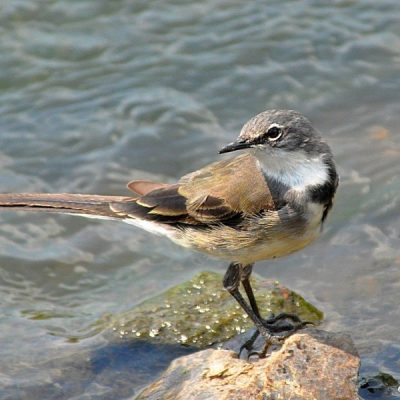 Rietvlei Nature reserve - January 2014