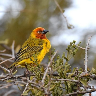 Giants Castle, KwaZulu-Natal - October 2012