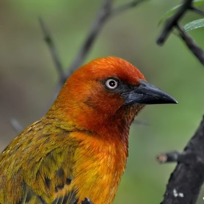 Giants Castle, KwaZulu-Natal - October 2012