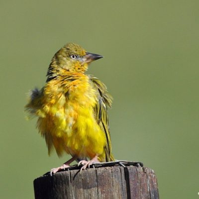 Golden Gate National Park, KwaZulu-Natal - March 2014