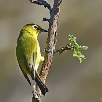 (Yellow form)  Norscott Slopes Nature Reserve, Gauteng - Aug 2016