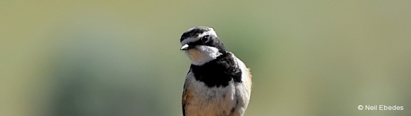 Wheatear, Capped