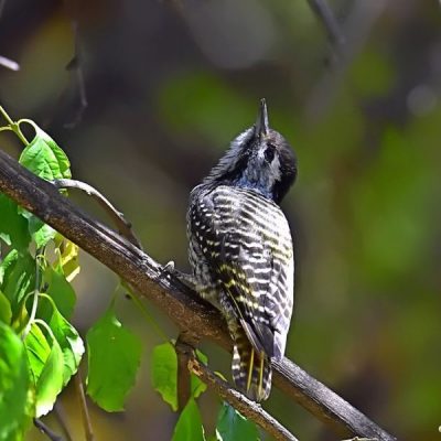 Fourways,   Sept 2016