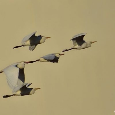 Plettenberg Bay, Oct 2016