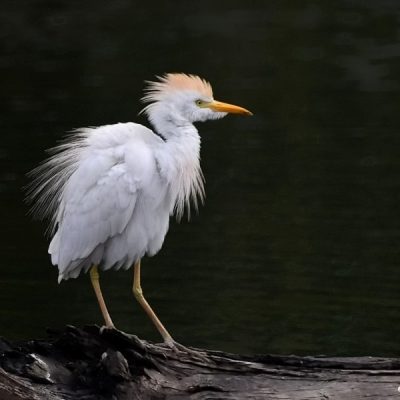 Rietvlei Nature reserve, Gauteng