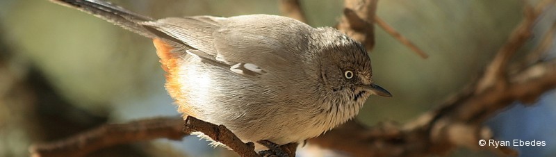 Warbler (Tit-Babbler), Chestnut-vented