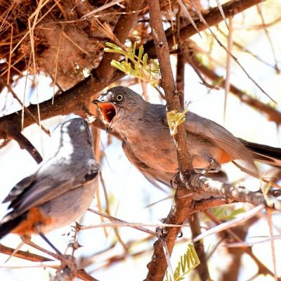 Mokala National Park,  27 December 2015