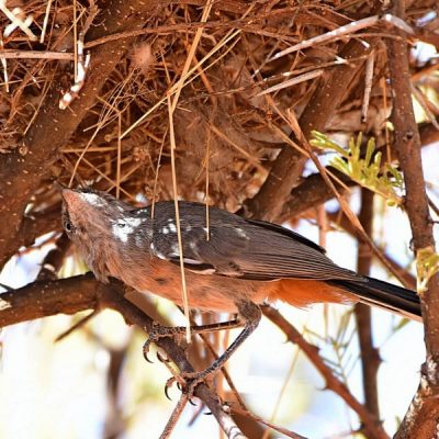 Mokala National Park,  27 December 2015