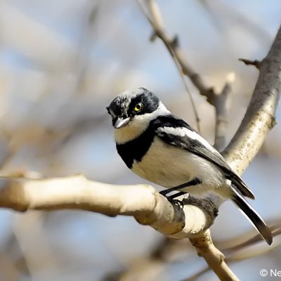 Zwartkop CC,   24 July 2013