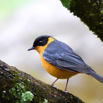 Giants Castle, Kwazulu-Natal - September 2015