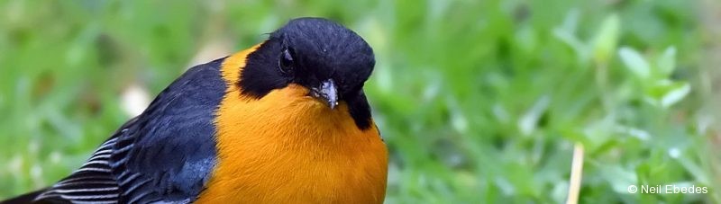 Robin-chat, Chorister