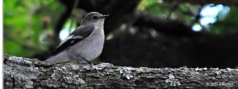 Flycatcher, Collared