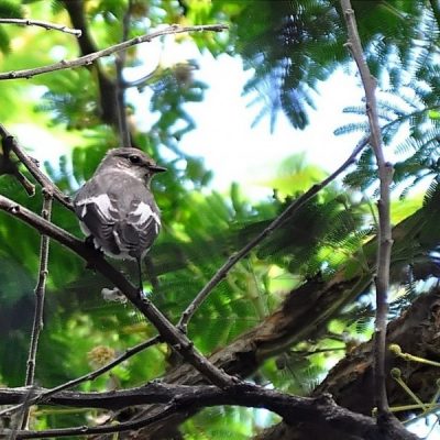 Randburg, Gauteng,  December 2012