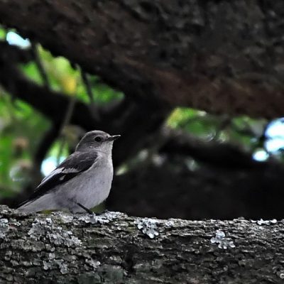 Randburg, Gauteng,  December 2012