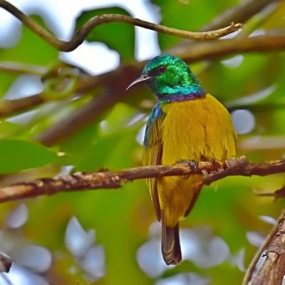 Caprivi Strip,  Katima Mulilo Namibia - April 2016