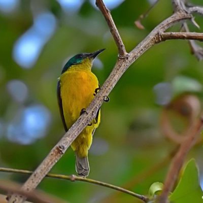 Caprivi Strip,  Katima Mulilo Namibia - April 2016