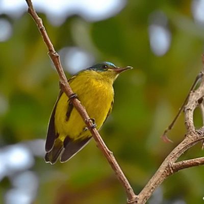 Caprivi Strip,  Katima Mulilo Namibia - April 2016
